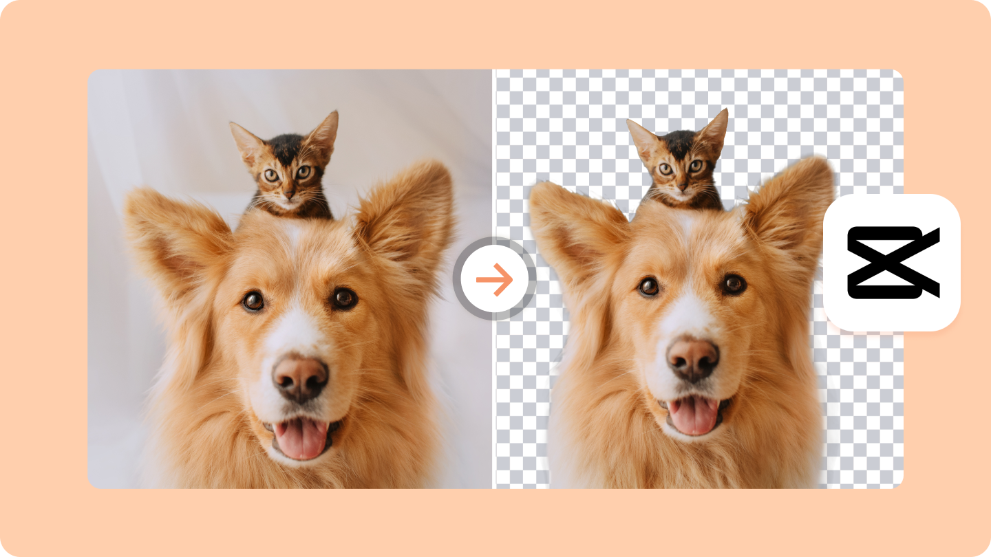 사진에서 원하지 않는 배경을 제거하는 방법