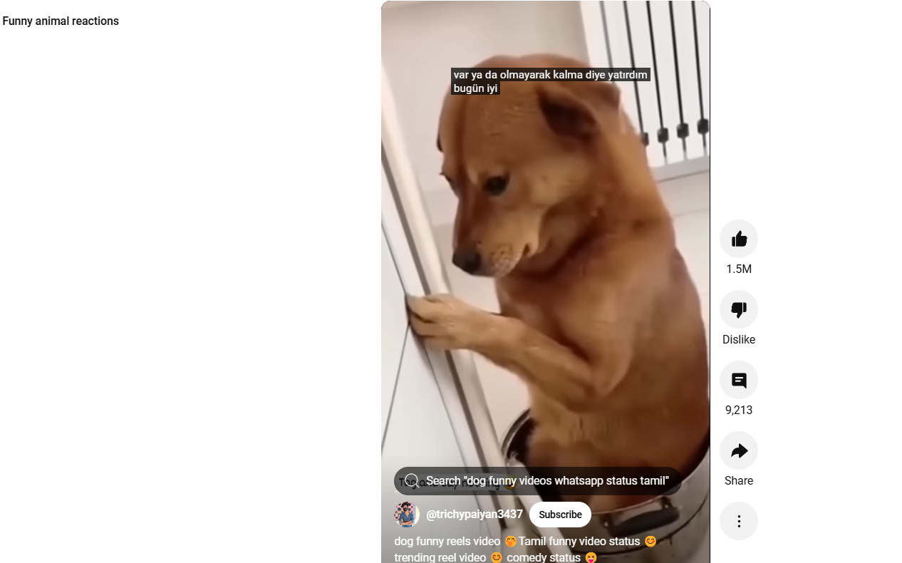 Funny YouTube shorts of funny animal reactions